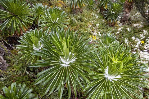 Framed Lobelia wollastoni in fresh snow, Ruwenzori, Uganda Print
