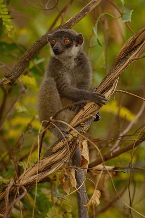 Framed Mongoose lemur wildlife, Ankarafantsika, MADAGASCAR Print