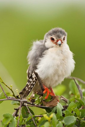 Framed Pygmy Falcon, Samburu Game Reserve, Kenya Print