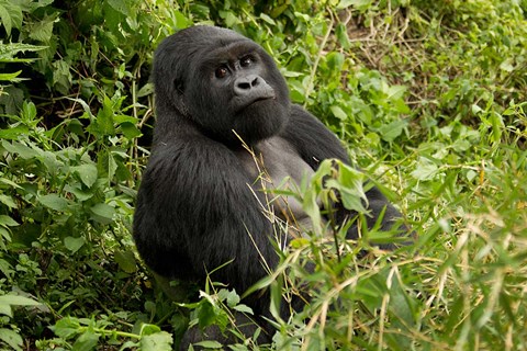 Framed Mountain Gorilla, Volcanoes National Park, Rwanda Print