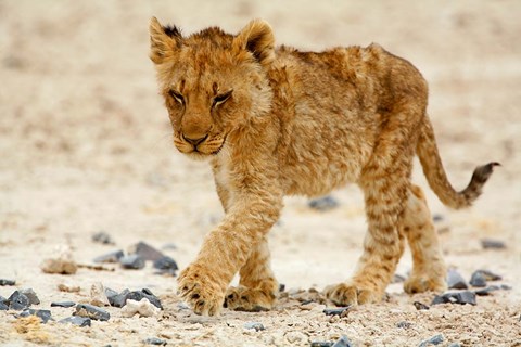 Framed Namibia, Etosha NP. Lion, Stoney ground Print
