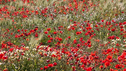 Framed Poppy Wildflowers in Southern Morocco Print