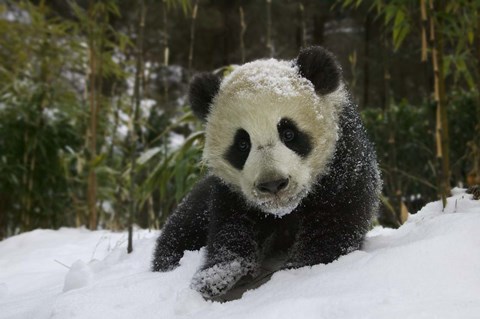 Framed Panda Cub on Tree in Snow, Wolong, Sichuan, China Print