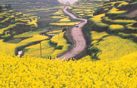 Framed Mountain Path Covered by Canola Fields, China Print