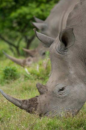 Framed Pair of African White Rhinos, Inkwenkwezi Private Game Reserve, East London, South Africa Print