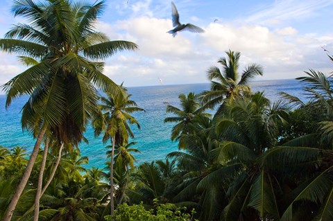 Framed Palm Trees of Anse Victorin Beach, Seychelles, Africa Print