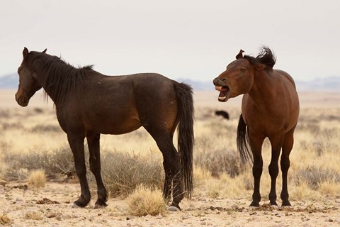 Framed Namibia, Aus. Two wild horses on the Namib Desert. Print