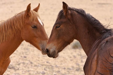Framed Namibia, Garub. Pair of feral horses Print