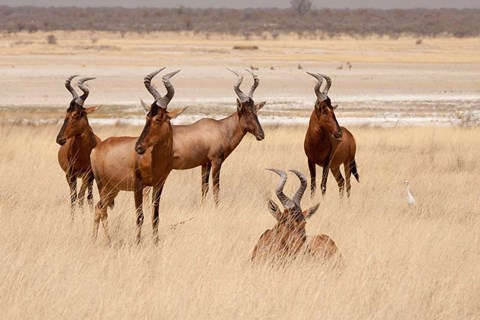 Framed Red hartebeest, Etosha National Park, Namibia, Africa Print