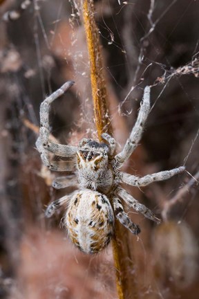 Framed Namibia, Etosha National Park, Spider feeding on moth Print