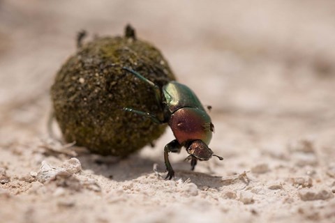 Framed Namibia, Etosha NP, Dung Beetle insect Print