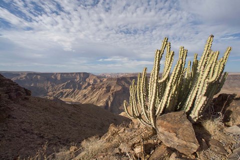 Framed Namibia, Fish River Canyon NP, Cactus succulent Print