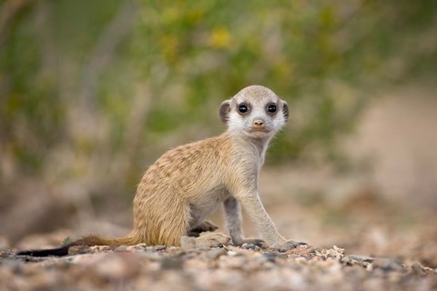 Framed Namibia, Keetmanshoop, Namib Desert, Mongoose Print