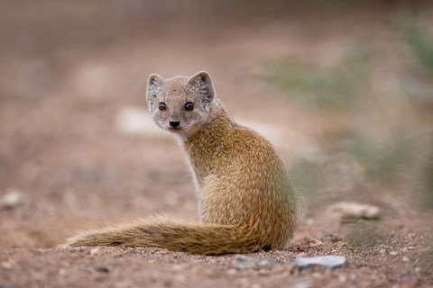 Framed Namibia, Keetmanshoop, Yellow Mongoose wildlife Print