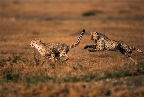 Framed Pair of cheetahs running, Maasai Mara, Kenya Print