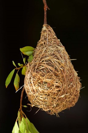 Framed Nest of Southern masked weaver, Etosha National Park, Namibia Print
