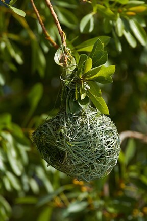 Framed Nest of Southern masked weaver, Etosha NP, Namibia, Africa. Print