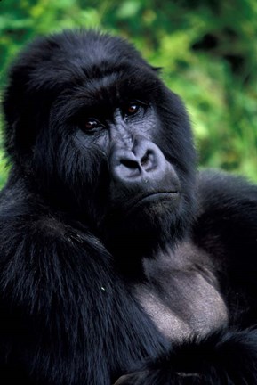 Framed Close up of Mountain Gorilla, Rwanda Print