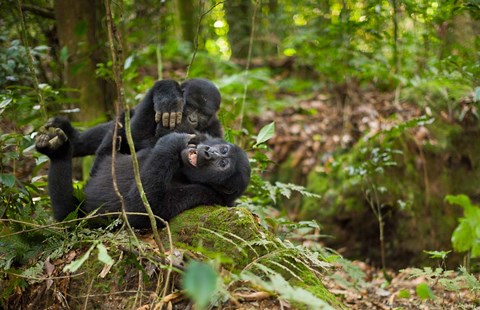 Framed Close up of Mountain gorillas, Volcanoes National Park, Rwanda. Print