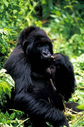 Framed Mountain Gorilla, Virunga Volcanoes National Park, Rwanda Print