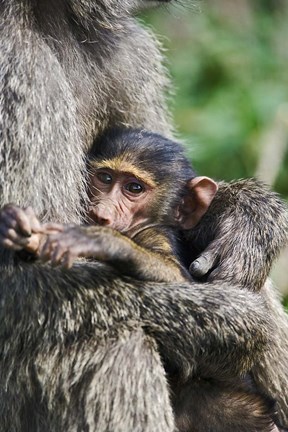 Framed Baby Olive Baboon, Lake Nakuru National Park, Kenya Print