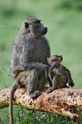Framed Olive Baboon, baby, Lake Nakuru National Park, Kenya Print