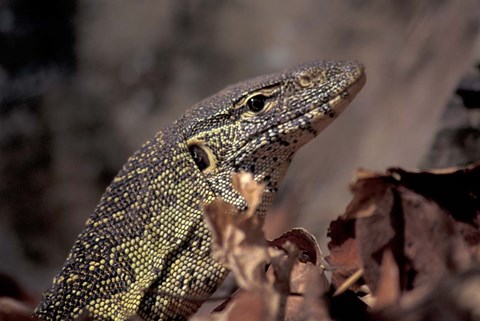 Framed Nile Monitor Lizard, Gombe National Park, Tanzania Print