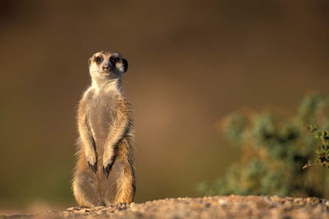 Framed Namibia, Keetmanshoop, Meerkat, mongoose standing up, Namib Desert Print