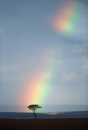 Framed Rainbow Forms Amid Rain Clouds, Masai Mara Game Reserve, Kenya Print