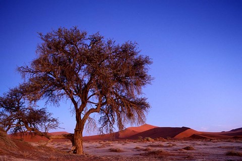 Framed Namibia, Namib Naukluft NP, Sossusvlei desert, Tree Print