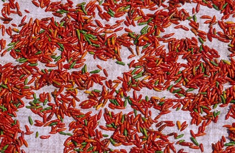 Framed Red Chili Drying in the Midday Sun, Madagascar Print