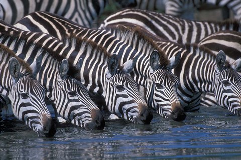 Framed Plains Zebra Herd Drinking, Telek River, Masai Mara Game Reserve, Kenya Print