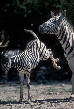 Framed Plains Zebra Kicks, Etosha National Park, Namibia Print