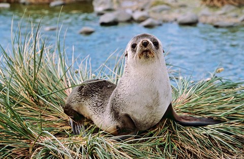 Framed Portrait of young bull, Kerguelen Fur Seal, Antarctic Fur Seal, South Georgia Print