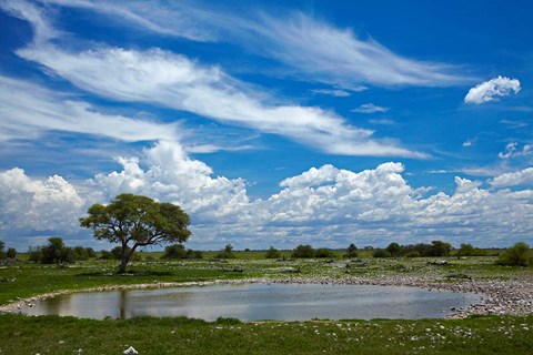 Framed Okaukuejo waterhole, Etosha National Park, Namibia Print