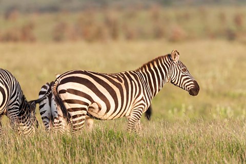 Framed Plains zebra or common zebra in Lewa Game Reserve, Kenya, Africa. Print