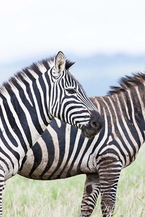 Framed Plains zebra, Lewa Game Reserve, Kenya Print