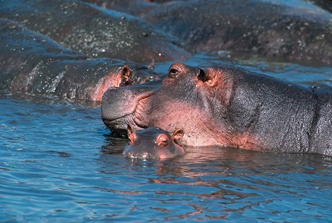 Framed Mother and Young Hippopotamus, Serengeti, Tanzania Print