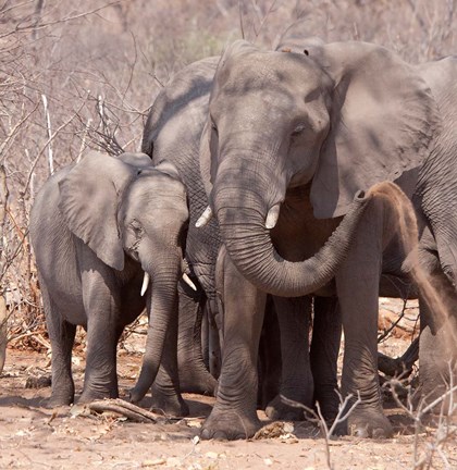 Framed Mother and baby elephant preparing for a dust bath, Chobe National Park, Botswana Print
