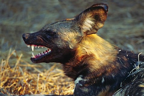 Framed Namibia. Portrait of a wild dog Print