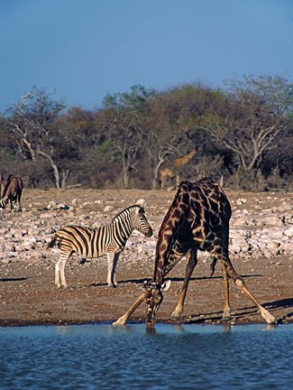 Framed Namibia, Etosha NP, Angolan Giraffe, zebra Print