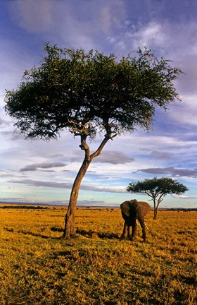 Framed Solitary Elephant Wanders, Maasai Mara, Kenya Print