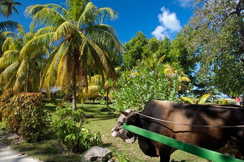 Framed Seychelles, La Digue, ox-cart transport Print
