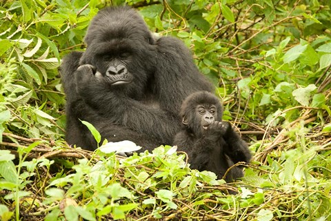 Framed Rwanda, Volcanoes NP, Mountain Gorilla with baby Print