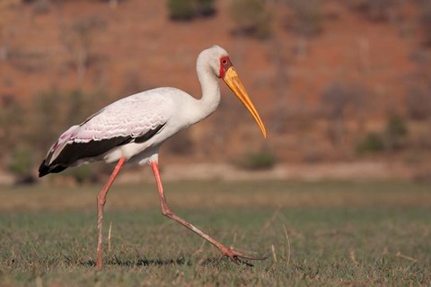 Framed Saddle-billed Stork, Chobe National Park, Botswana Print