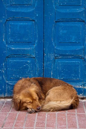 Framed Sleeping Dog, Essaouira, Morocco Print