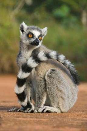 Framed Close up of Ring-tailed Lemur, Madagascar Print