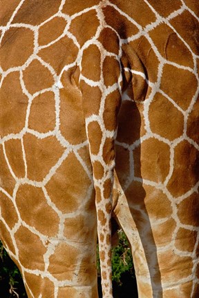Framed Reticulated Giraffe skin, Samburu Game Reserve, Kenya Print