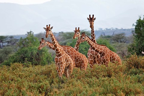 Framed Reticulated Giraffes, Samburu National Reserve, Kenya Print