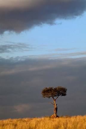 Framed Single Umbrella Thorn Acacia Tree at sunset, Masai Mara Game Reserve, Kenya Print